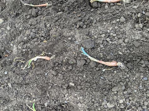 Planting the First Onions of the Season - The Martha Stewart Blog