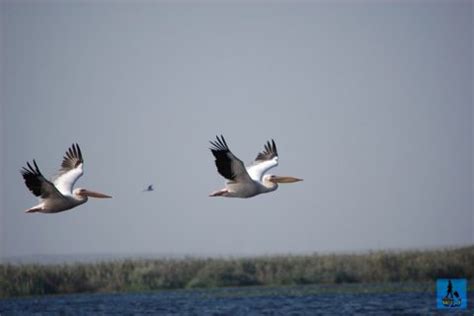 Learn about the birds from Danube Delta and their behaviour