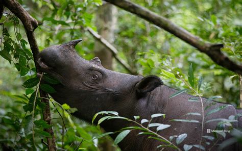 sumatran rhinoceros dicerorhinus sumatrensis female eating leaves