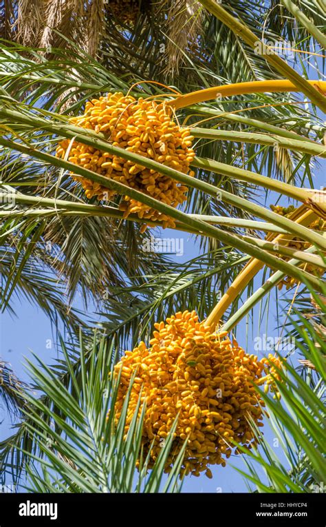 Golden Yellow Dates Growing And Hanging Off Palm Trees In Oasis