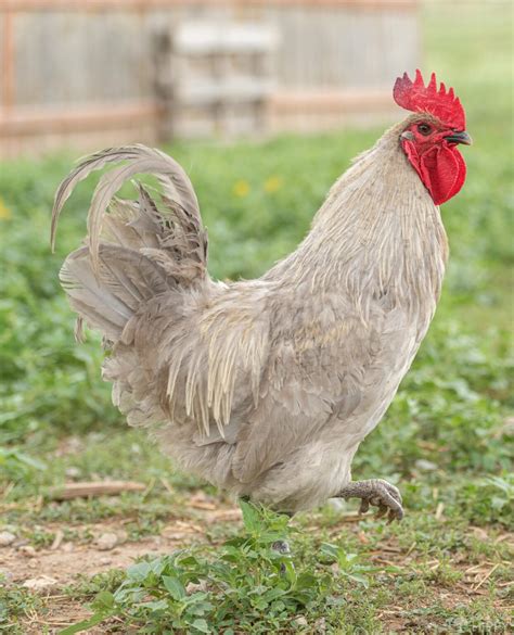 Lavender Orpington Chicken Breed What You Need To Know