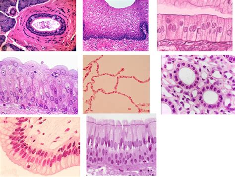 14 Epithelial Tissue Slide Review Diagram Quizlet