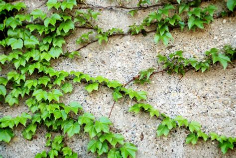 Ivy Plant Growing On Concrete Wall Stock Photo Download Image Now