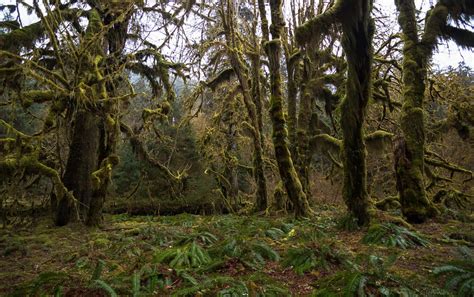 Hall of Mosses Trail: Everything You Need to Know - Uprooted Traveler