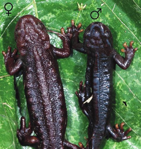 Sexual Dimorphism In Tylototriton Himalayanus Larger And Brighter