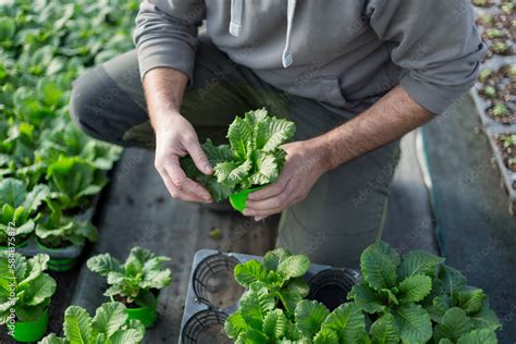 gardener planting a plant Stock Photo | Adobe Stock