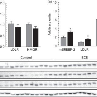 Expression Of Mrna And Protein Levels Of Lipogenic Genes In The Livers