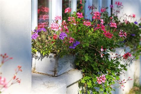 Galerie zahrada balkon muškát pelargonie balkonovky pěstování květy