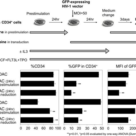 A Human Cd34 Cells Were Cultured In Serum Free Media Containing Download High Quality