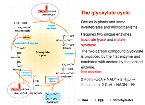 Glyoxylate Cycle & Cholesterol Flashcards | Quizlet