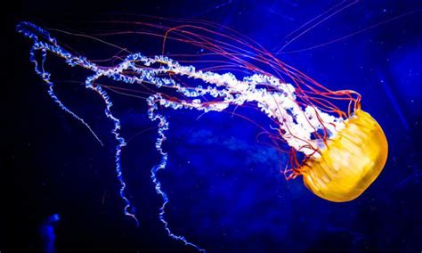 deep   ocean      deep sea video techacute