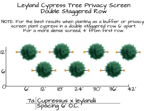 Buy Leyland Cypress Tree for Sale | Free Shipping Over $125