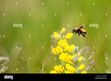 High Country Bumblebee Bombus Balteatus Montana Usa Occurs In Cold