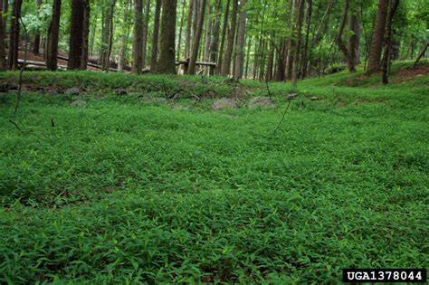 Field Guide To The Identification Of Japanese Stiltgrass Alabama Cooperative Extension System