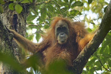 New Great Ape Species Identified As Tapanuli Orangutan One Mans World