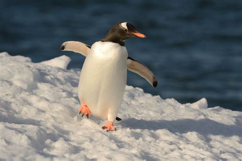 gentoo penguin gentoo penguin  sand gentoo penguin walking  ice