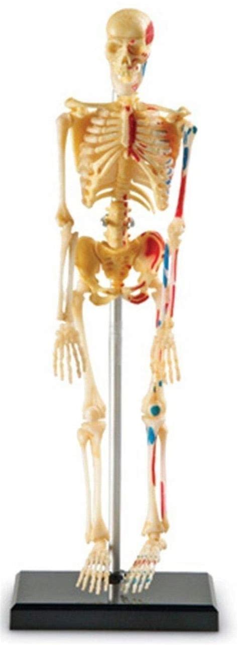 Anatomiczny Model Ludzkiego Szkieletu 14435416731 Allegro Pl