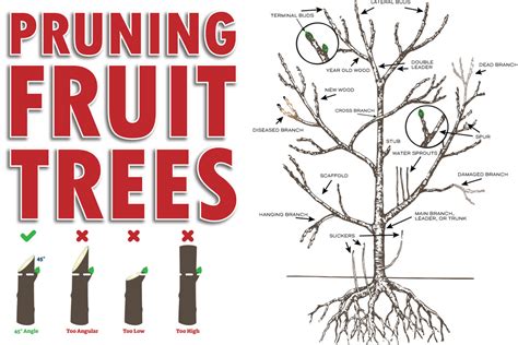 Fruit Tree Pruning The Basics