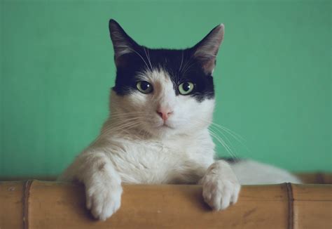 10 Problems Everyone Has With SMALLEST CAT BREED!