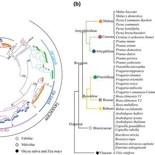 Phylogeny Of SVP Genes In Rosaceae A Phylogenetic Tree Of All SVP