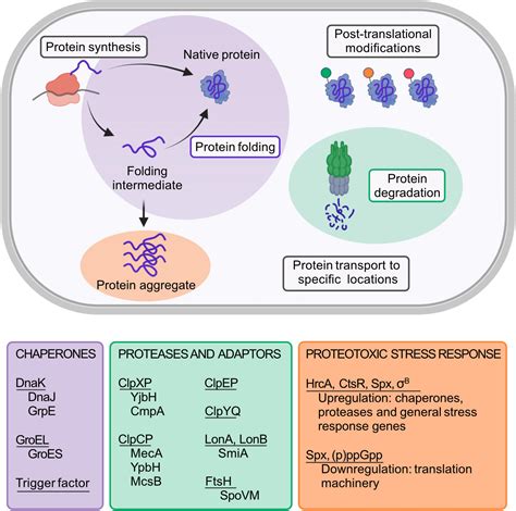 Frontiers Update On The Protein Homeostasis Network In Bacillus Subtilis