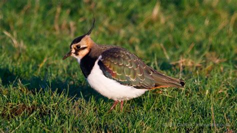 Northern Lapwing adult - John Caddick | John Caddick