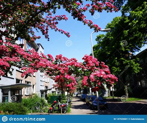 Ramos De Rvore De Floresc Ncia Do Espinho De Paul Do Crataegus