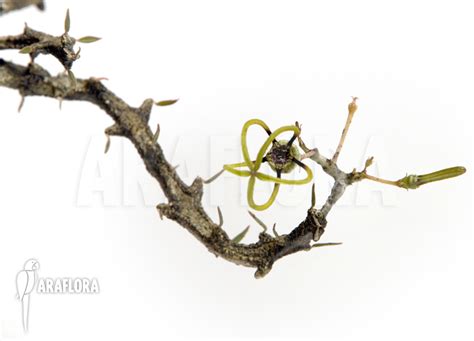 Araflora, exotic flora & more - Ceropegia armandii