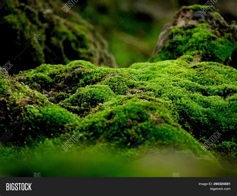 Beautiful Green Moss Image Photo Free Trial Bigstock