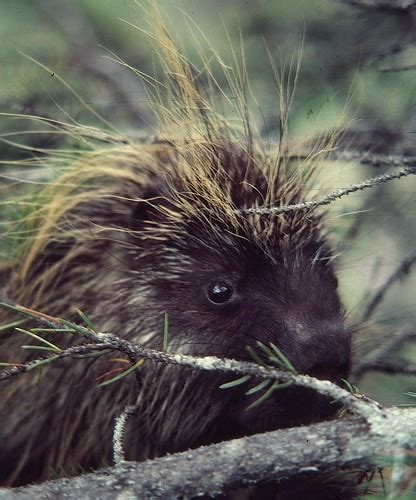 Porcupine Portrait Under The Same Moon Flickr