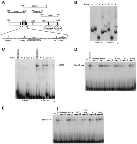 Sox10 Binds To Sites Within The Mitf Promoter A Schematic Of The Mitf Download Scientific