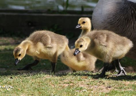 Geese At Earlswood Lakes Viscountess Vicky Saunders Flickr