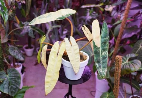 Philodendron Atabapoense Vs Billietiae A Comprehensive Comparison