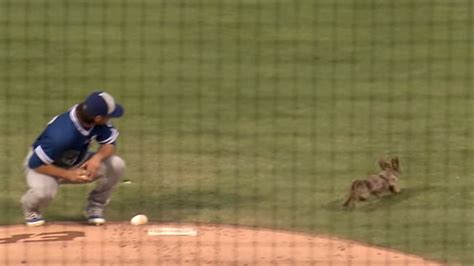 Wiener Dog Gets Loose At Baseball Game Has The Most Fun