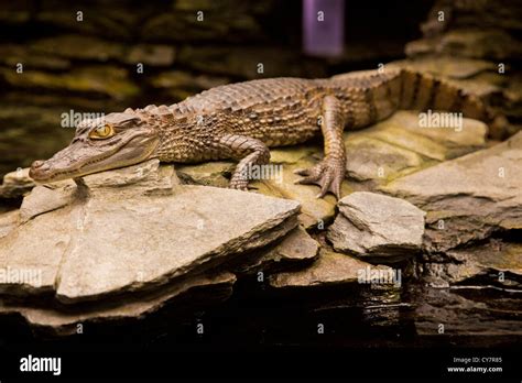 aquarium berlin   berlin zoological gardens berlin germany
