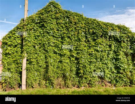 Russian vine uk hi-res stock photography and images - Alamy