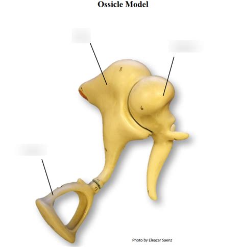 Ossicle Model Diagram Quizlet