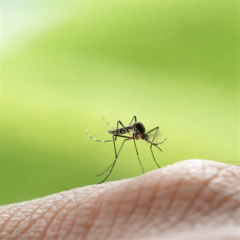 How to Avoid Mosquito Bites - FarOut