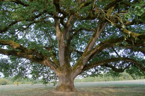 Lot Et Garonne Le Chêne De Tombebœuf élu Arbre De Lannée De France