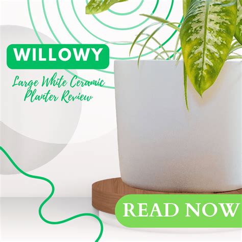 Willowy Large White Ceramic Planter Review - HouseplantJoy.com