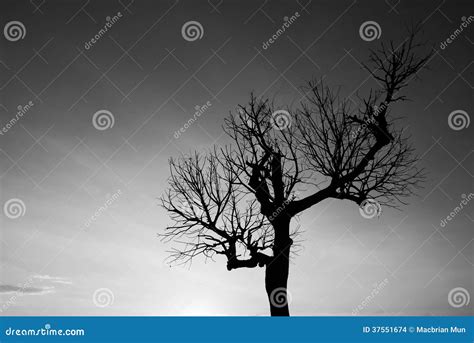 Single Bare Tree In Black And White Stock Photo Image Of Forest Bare