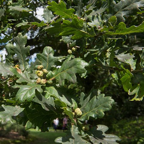 Quercus Petraea Sessile Oak Or Cornish Oak Or Irish Oak Or Durmast Oak