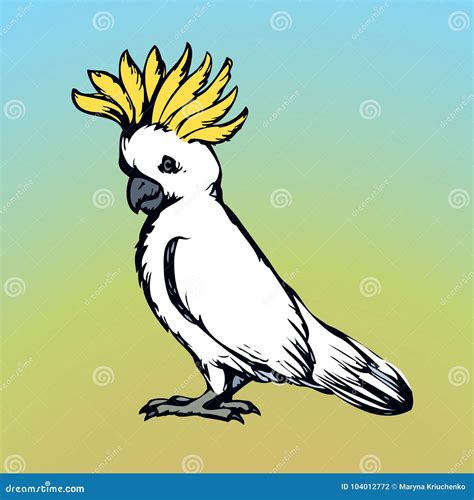 Parrot Vector Drawing Stock Vector Illustration Of Bird 104012772