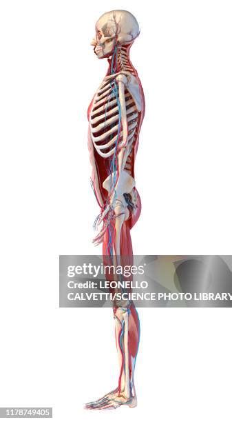 14 Cross Section Of The Head Lateral View Stock Photos High Res