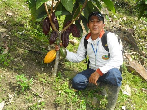 Asistencia Tecnica Proyecto Cacao Bertrania Plantaciones De Cacao Clonado De 17 Y 20 Meses