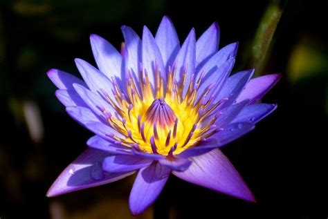 Jesse's Beerthusiast Blog: Nymphaea Caerulea Herb