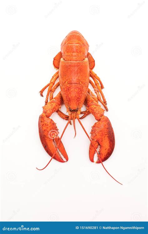 Cooked Lobster Isolated on White Stock Image - Image of healthy ...