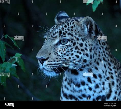 Portrait Of Fig A Well Known Female African Leopard Panthera Pardus