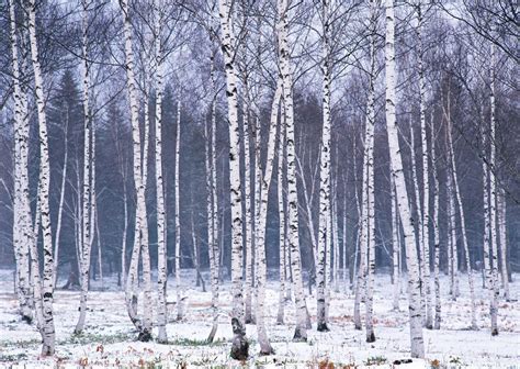 Birch Tree wallpaper ·① Download free awesome HD backgrounds for desktop computers and ...