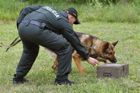 Policajn Pes V Akcii Pri Hranici S Ukrajinou Pozrite Sa Na Objav